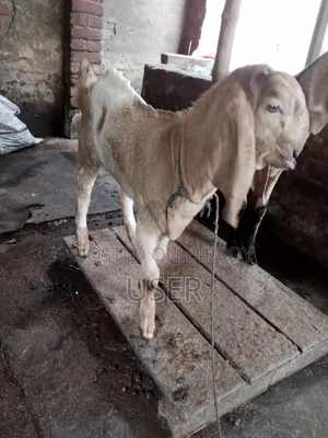 Totapuri Cross Goat with Kid