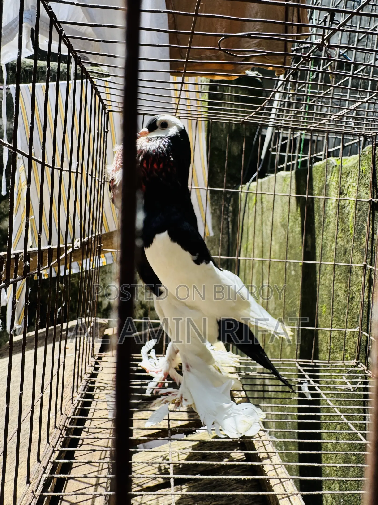 Poter Ball Pigeon Running Male