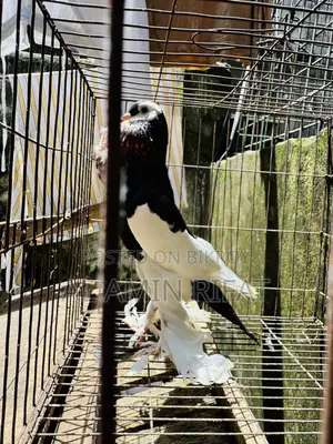 Poter Ball Pigeon Running Male