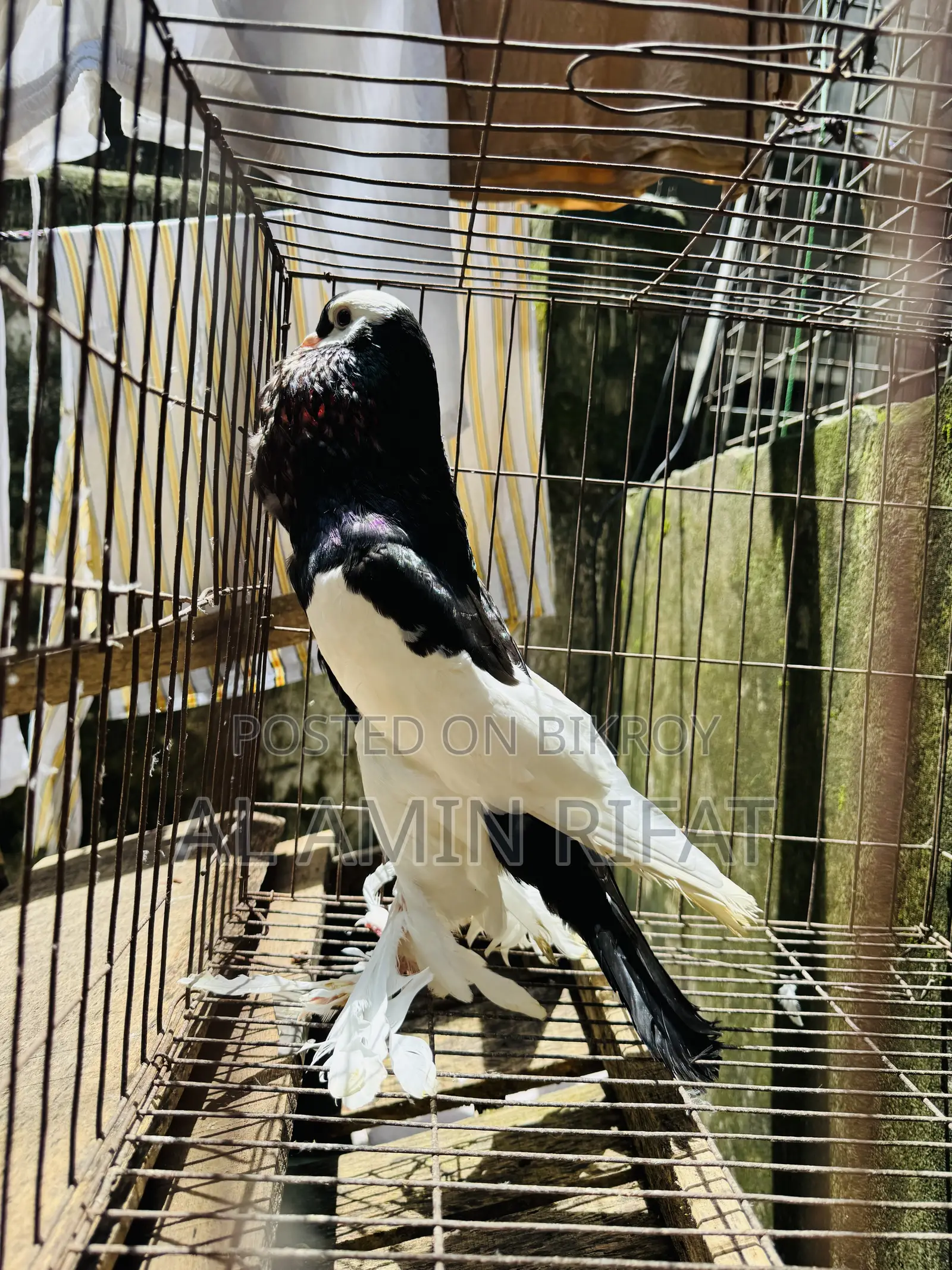 Poter Ball Pigeon Running Male