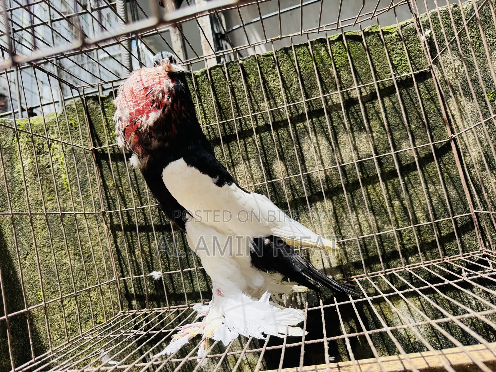 Poter Ball Pigeon Running Male