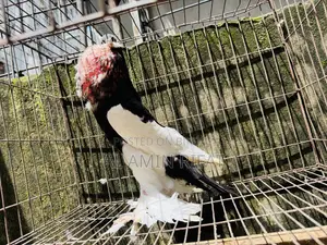 Poter Ball Pigeon Running Male