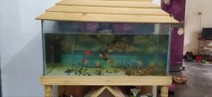 Aquarium for Sale