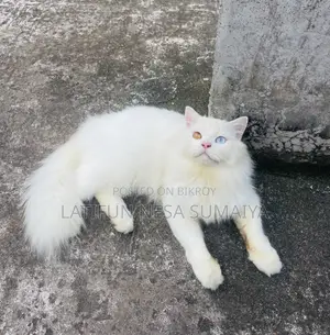 ১+ বছরের পুরুষ খাঁটি পার্সিয়ান বিড়াল