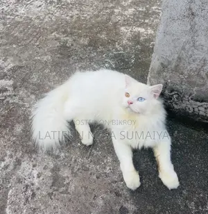 ১+ বছরের পুরুষ খাঁটি পার্সিয়ান বিড়াল