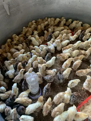 Misri Fayoumi and Sonali Chickens