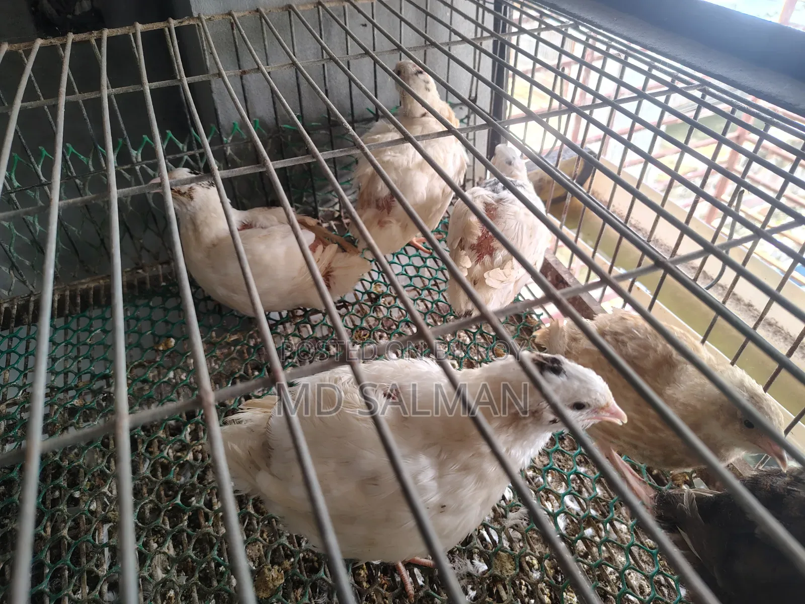 European Giant Coturnix Quail Chicks