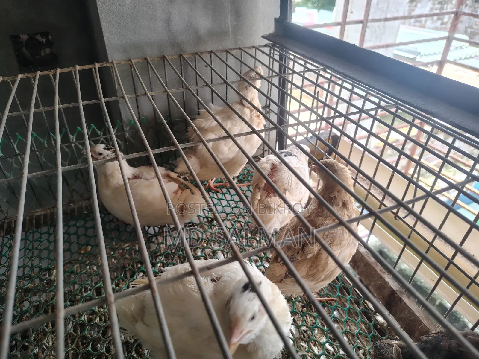 European Giant Coturnix Quail Chicks