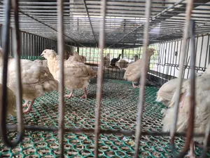 European Giant Coturnix Quail Chicks