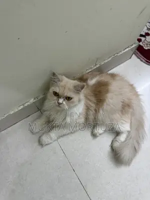 1+ Year Female Mixed Breed Persian
