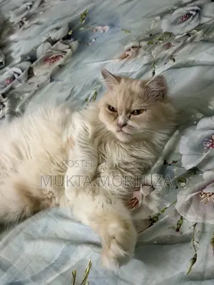 1+ Year Female Mixed Breed Persian