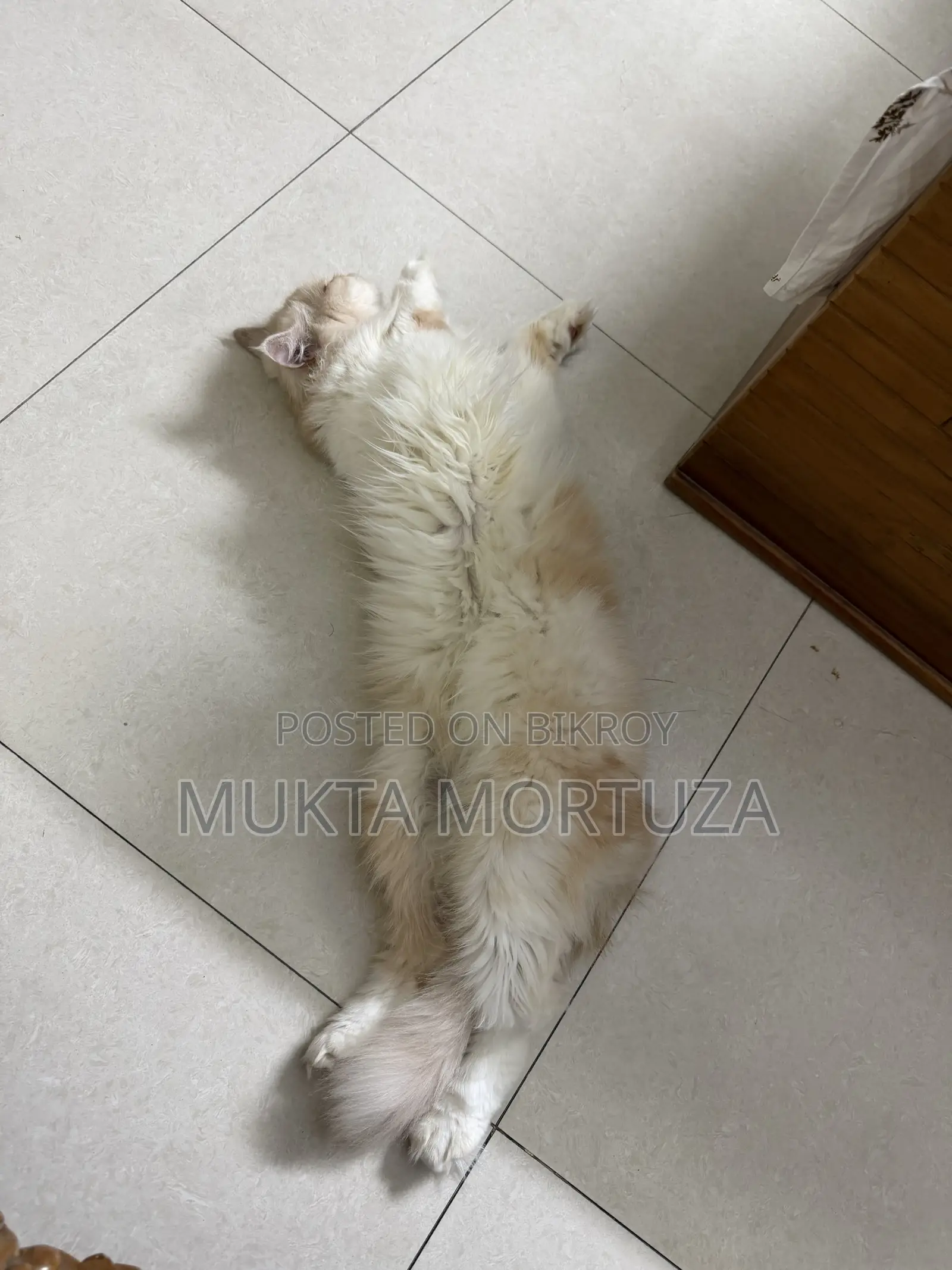 1+ Year Female Mixed Breed Persian