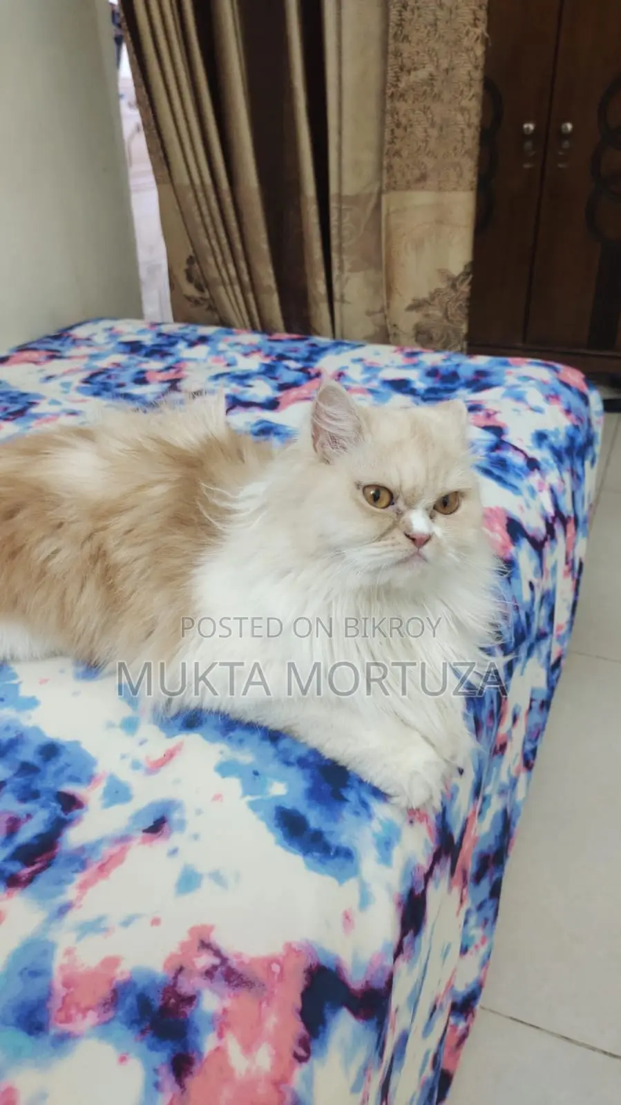1+ Year Female Mixed Breed Persian