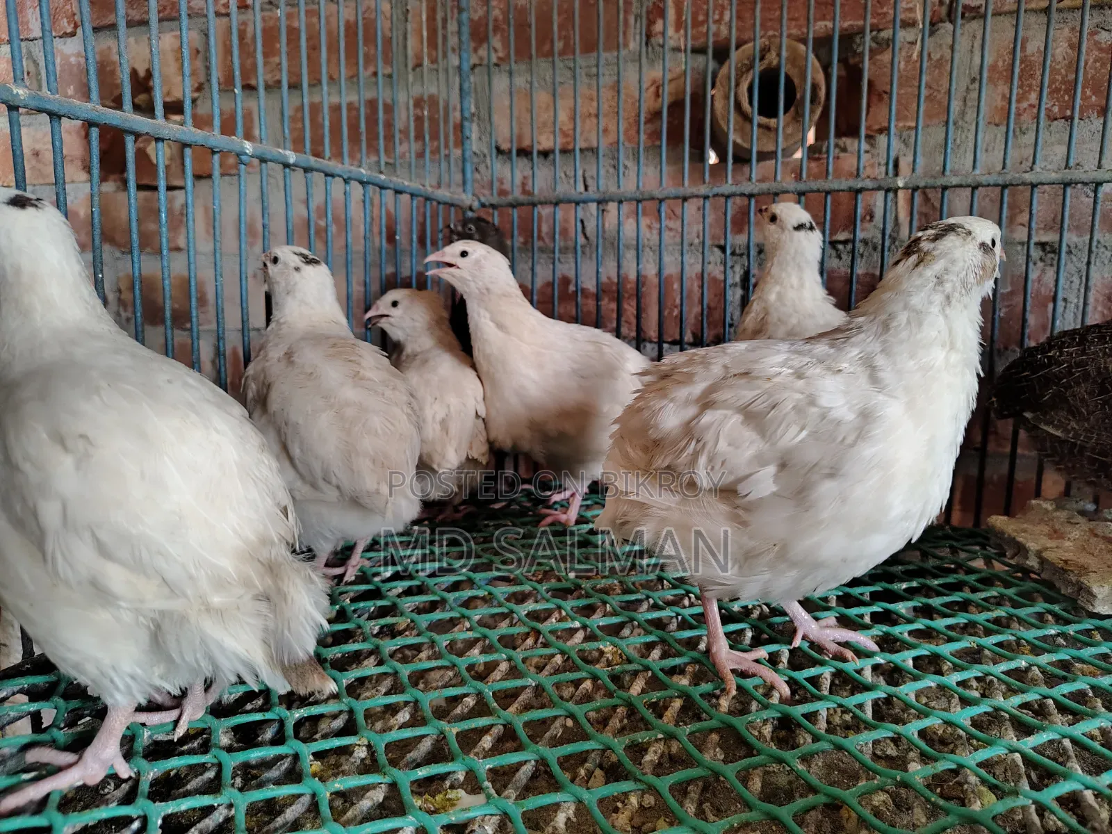 European Giant Coturnix Quail Chicks