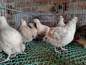 European Giant Coturnix Quail Chicks