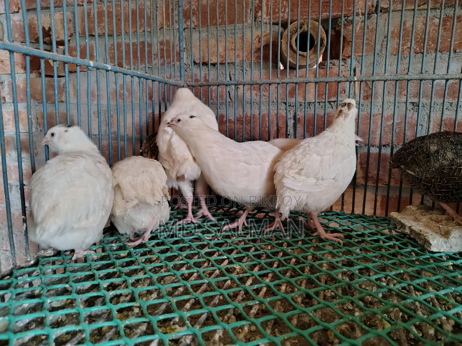 European Giant Coturnix Quail Chicks