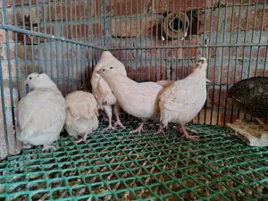 European Giant Coturnix Quail Chicks