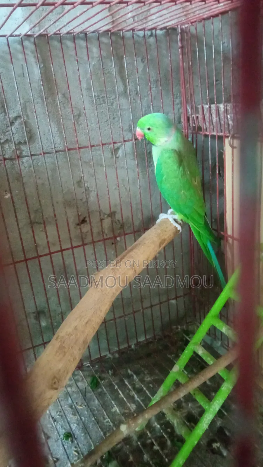 Indian Ringneck