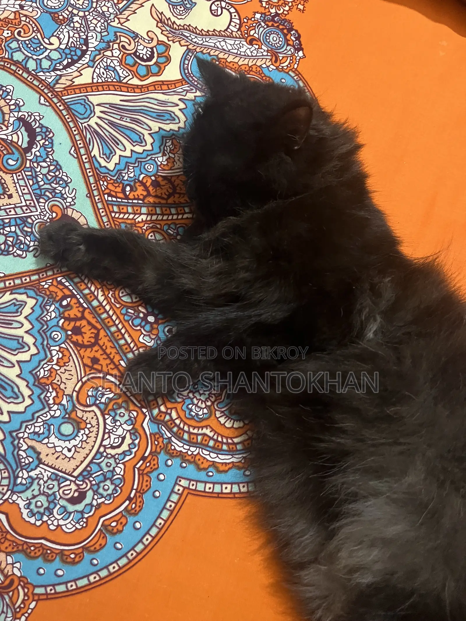 3-6 Months Female Mixed Breed Persian