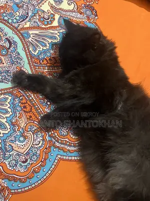 3-6 Months Female Mixed Breed Persian