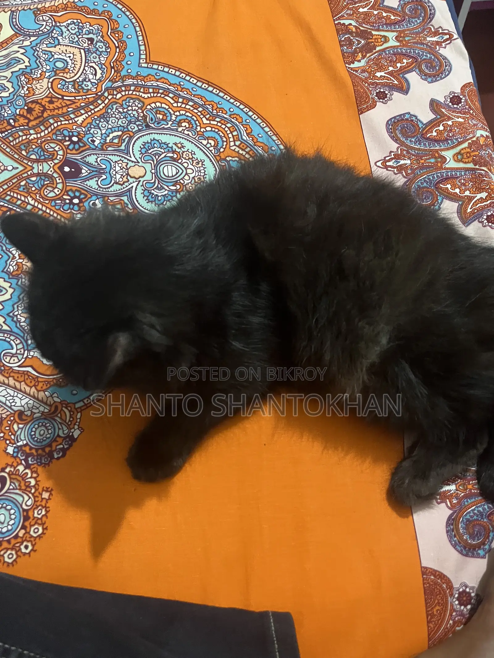 3-6 Months Female Mixed Breed Persian