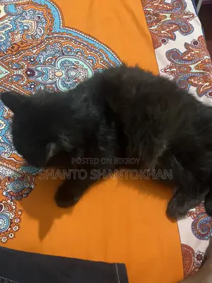 3-6 Months Female Mixed Breed Persian