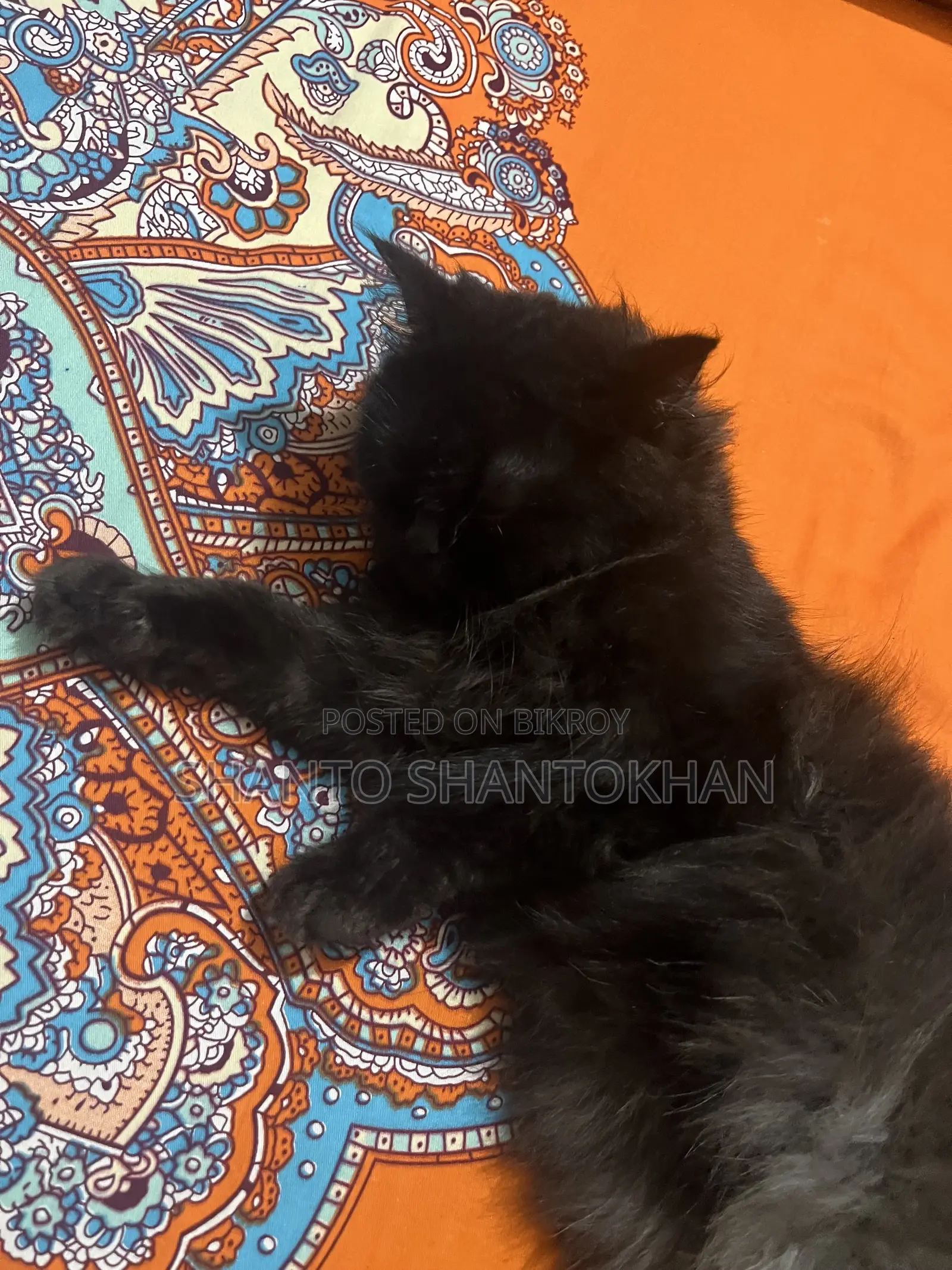 3-6 Months Female Mixed Breed Persian