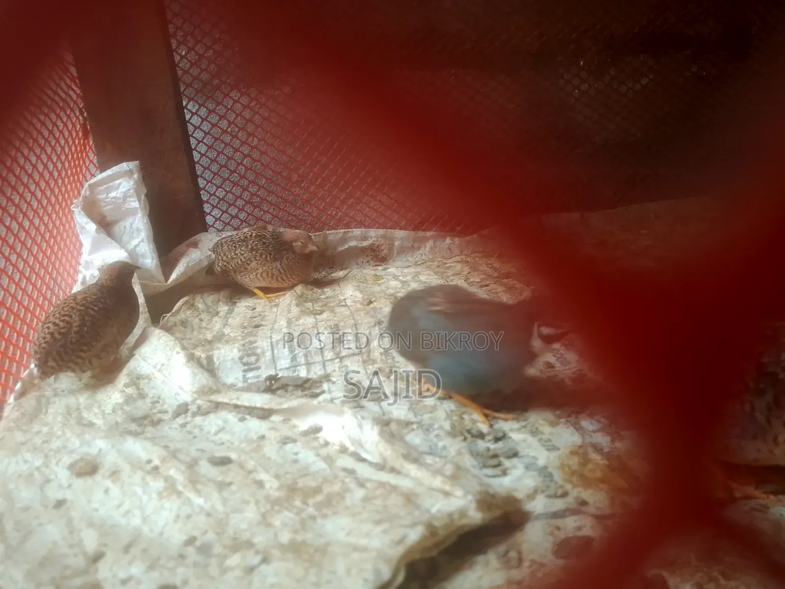 Classic Quail for Sale at Low Price