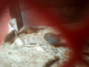 Classic Quail for Sale at Low Price