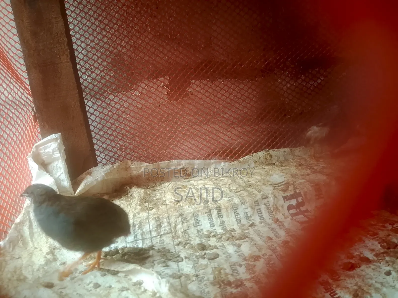 Classic Quail for Sale at Low Price