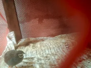 Classic Quail for Sale at Low Price