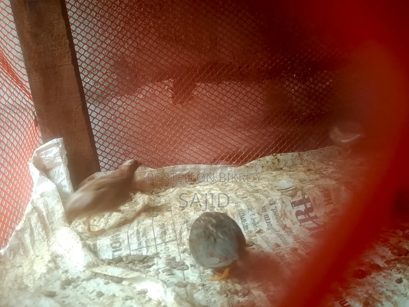 Classic Quail for Sale at Low Price
