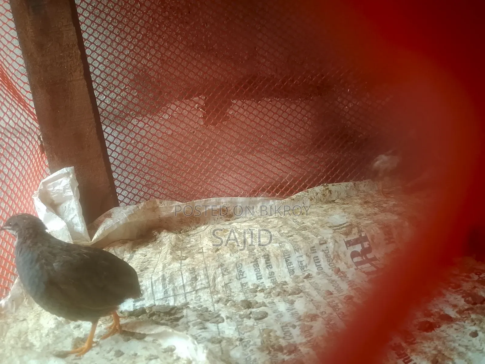 Classic Quail for Sale at Low Price