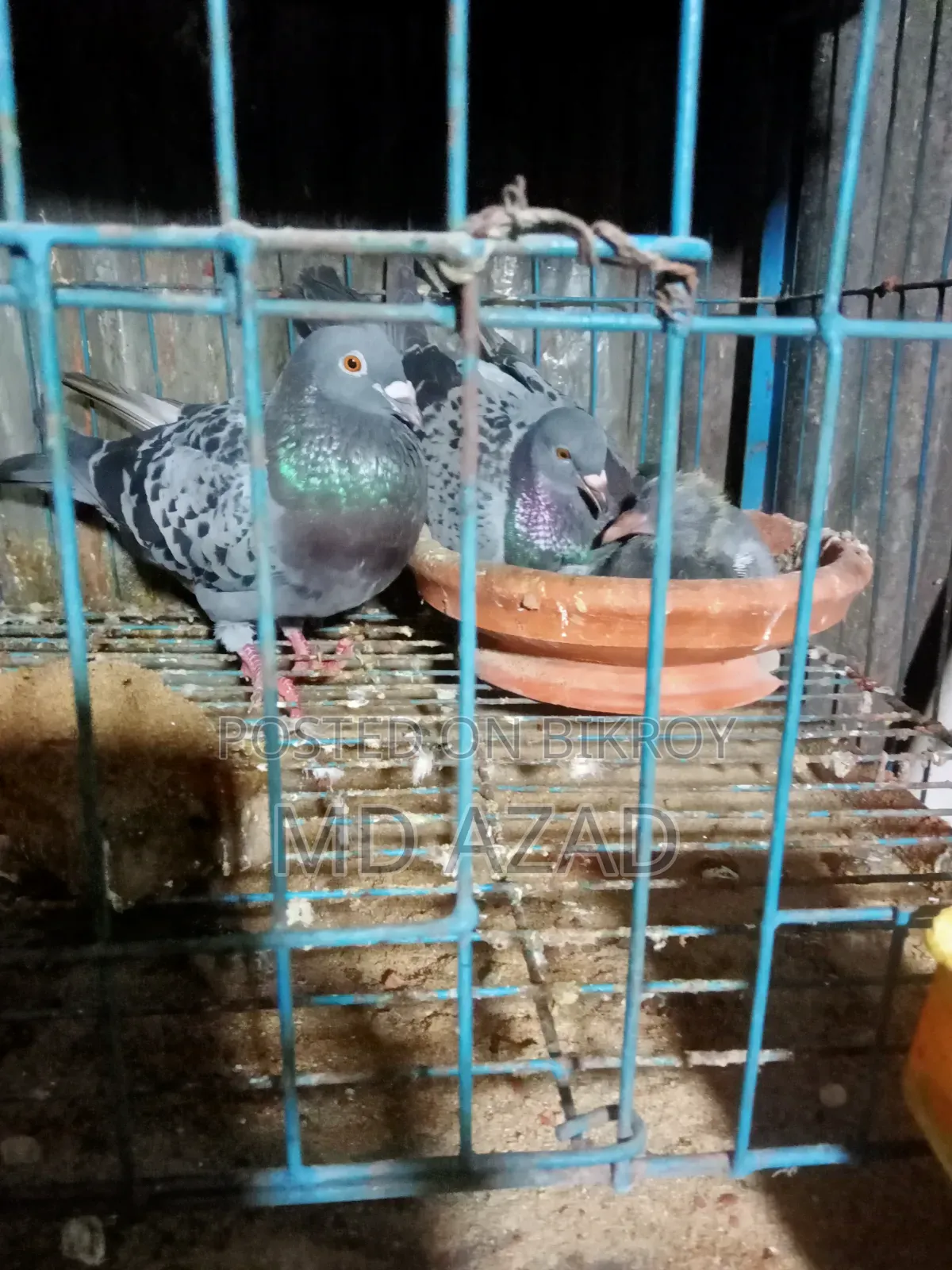 Racer Pigeons with Chick for Sale