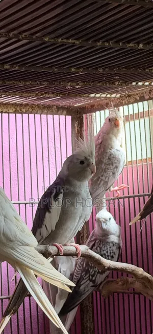 Cockatiel White Face