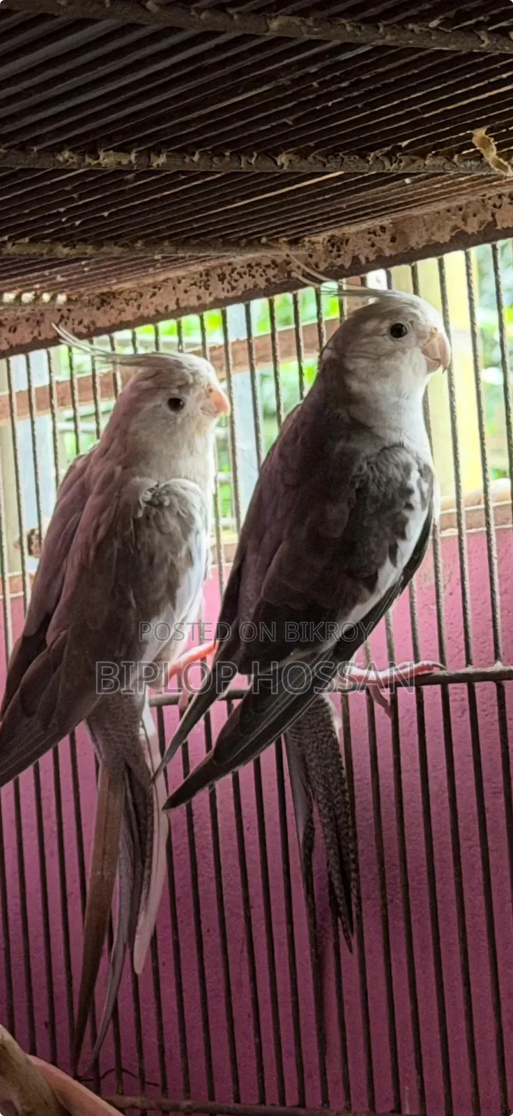 Cockatiel White Face