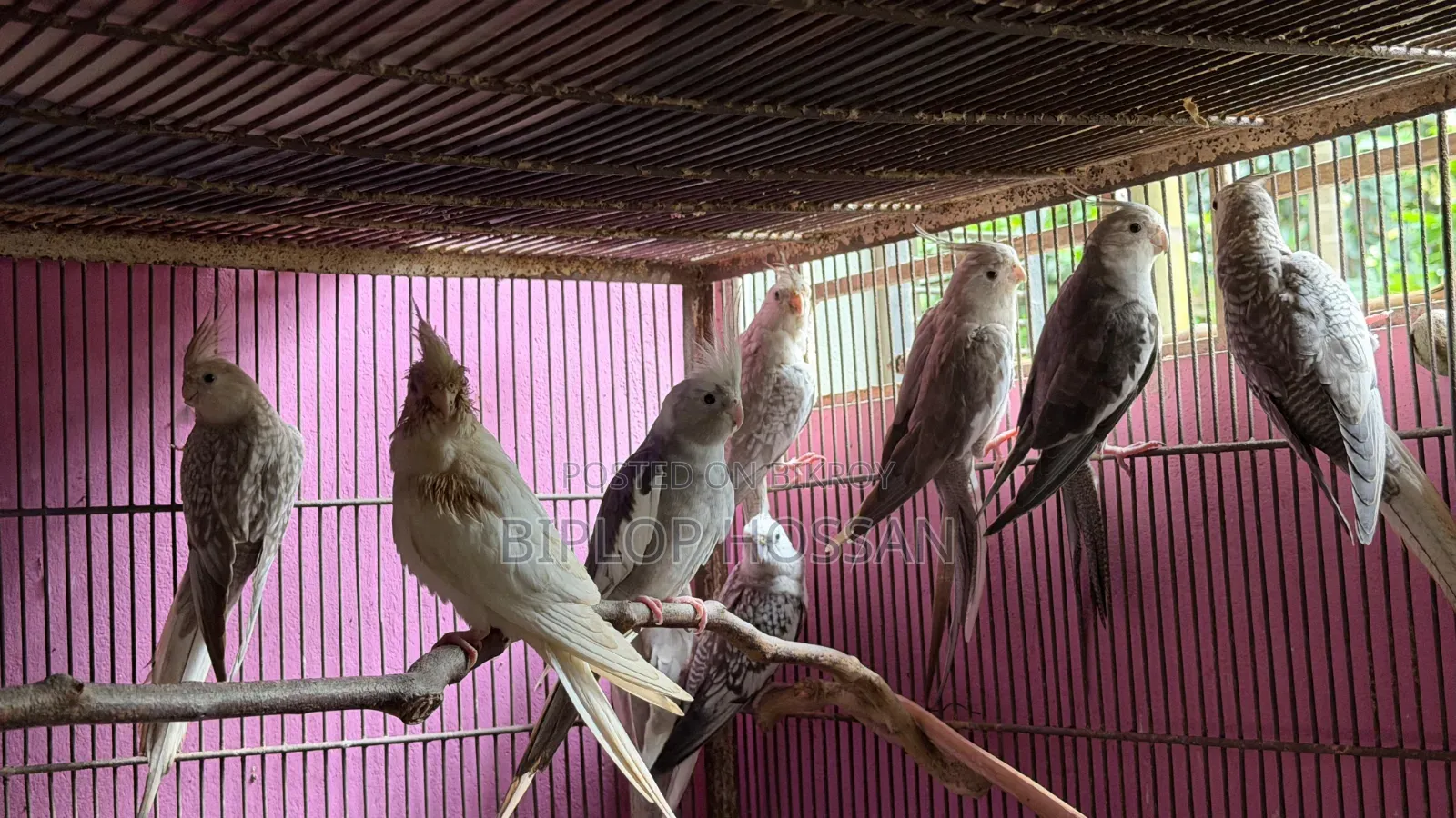 Cockatiel White Face