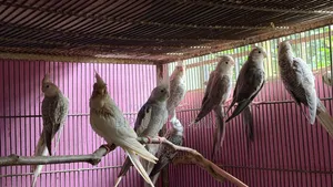 Cockatiel White Face