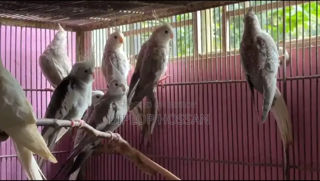 Cockatiel White Face