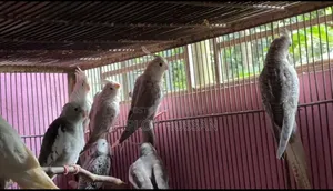 Cockatiel White Face