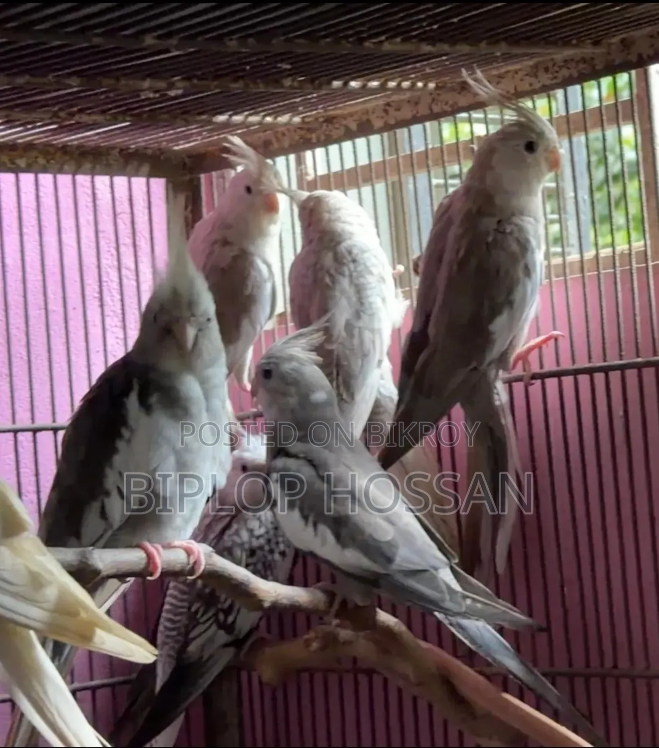 Cockatiel White Face