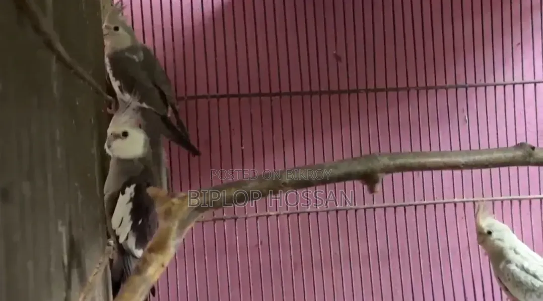 Cockatiel White Face