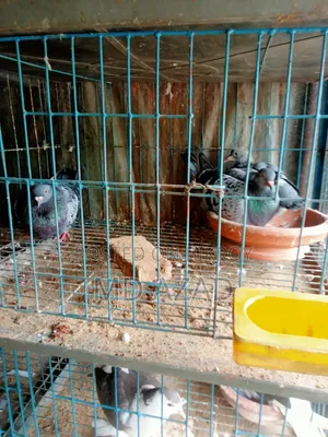 Racer Pigeons with Chick for Sale