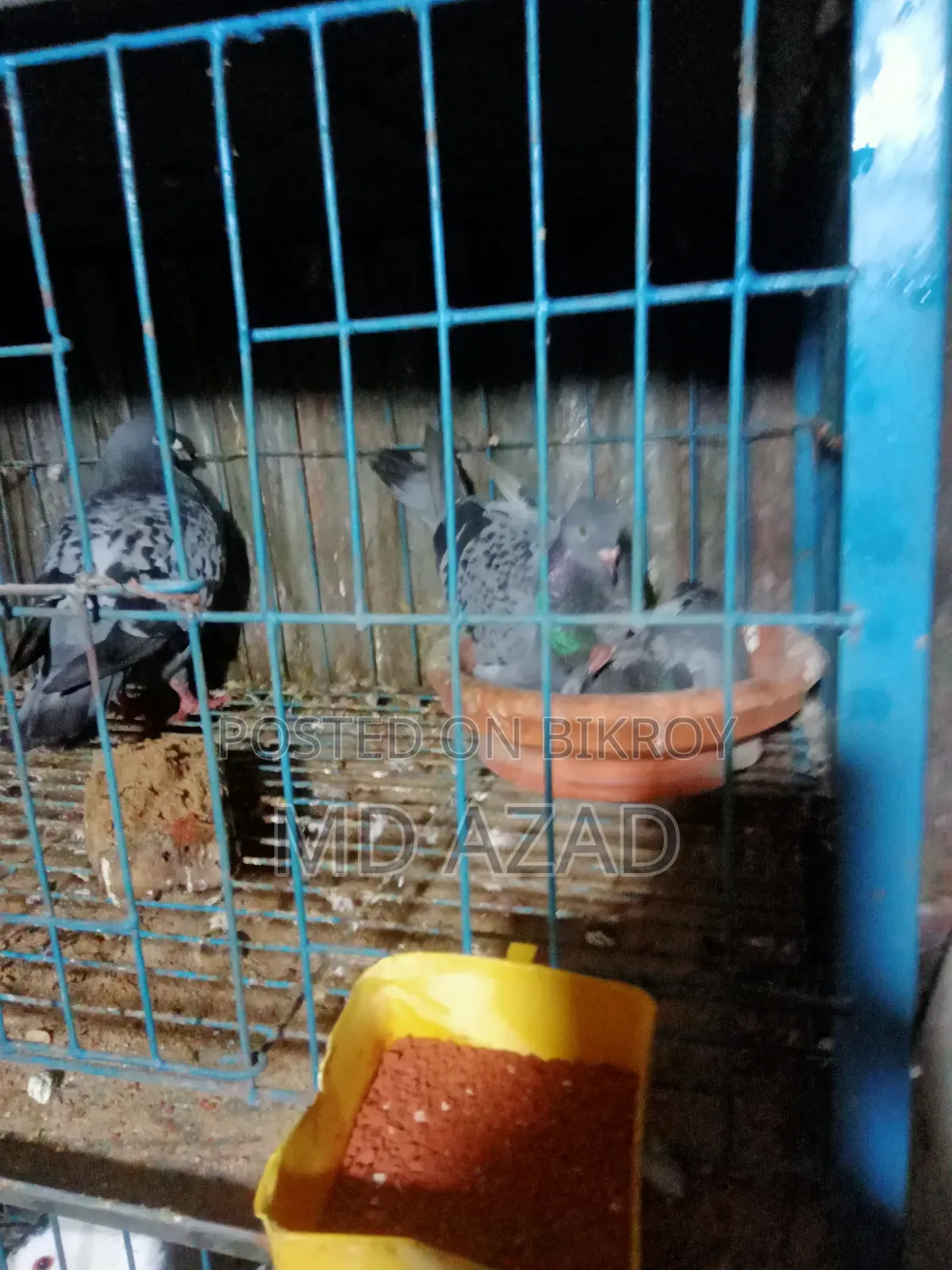 Racer Pigeons with Chick for Sale