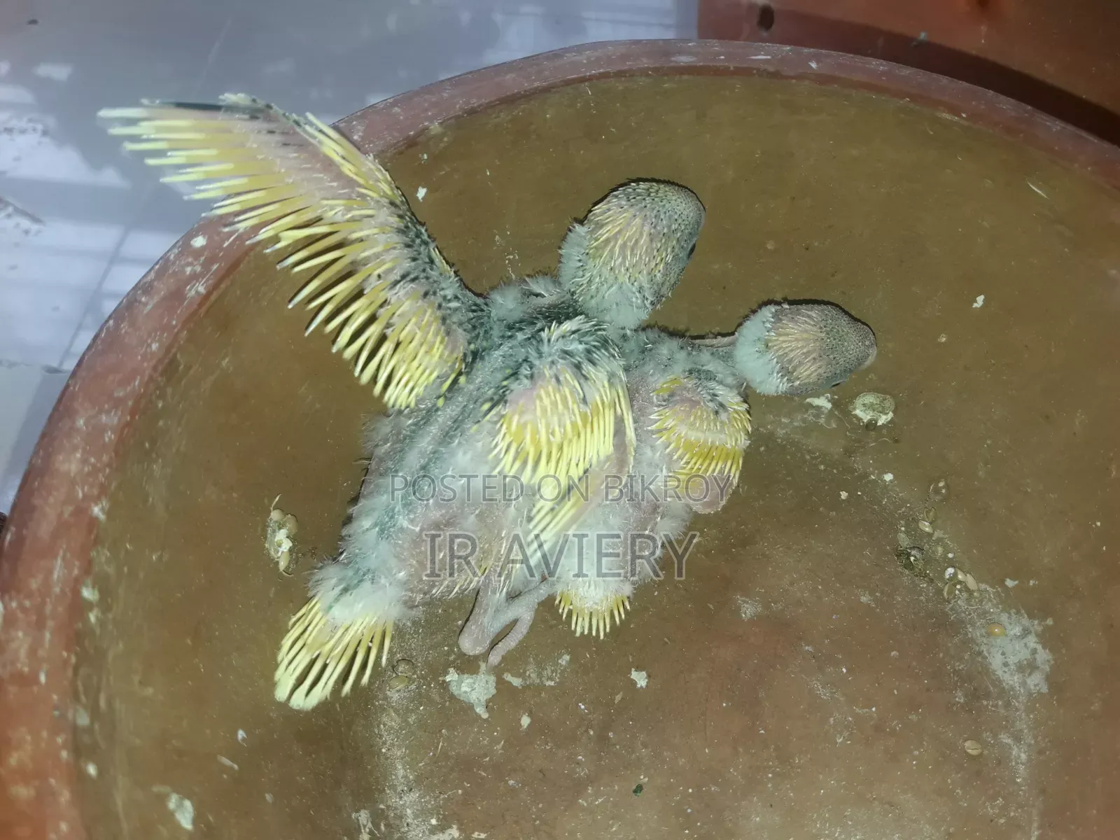 Tame Size Budgerigar