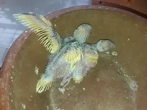 Tame Size Budgerigar