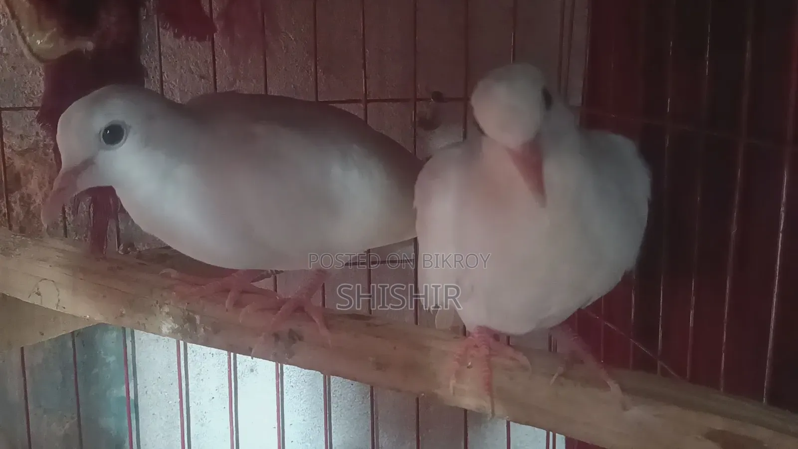 Australian Fancy Dove Birds
