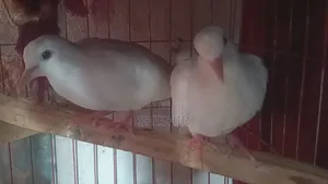 অস্ট্রেলিয়ান ঘুঘু পাখি