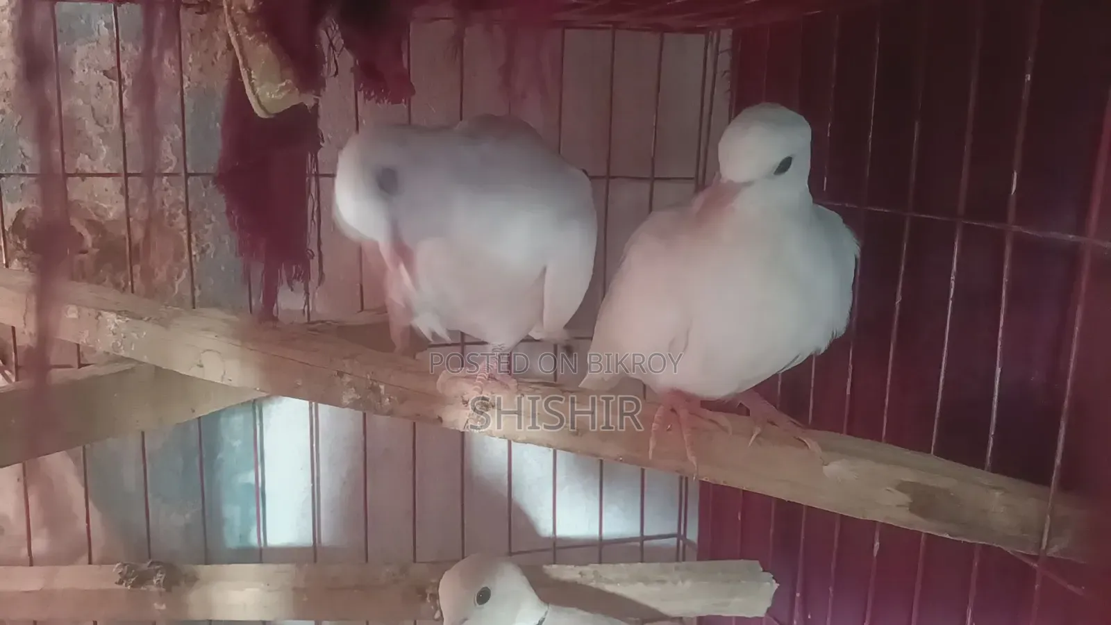 Australian Fancy Dove Birds