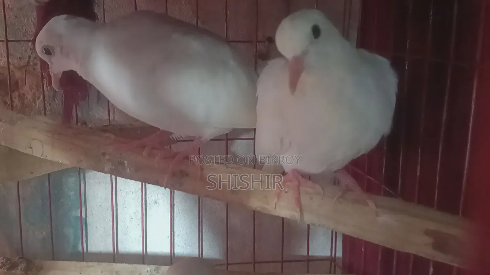Australian Fancy Dove Birds
